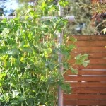 Garden nets are be very useful!