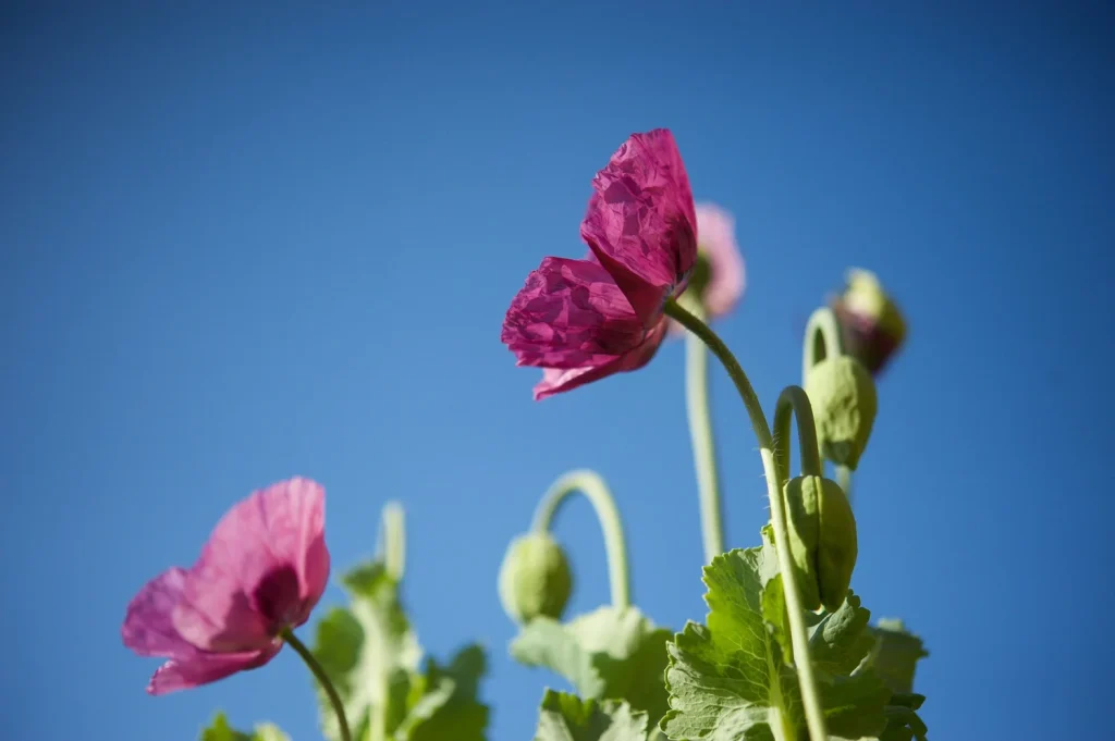 How to Plant Poppies for a Colorful Spring Display