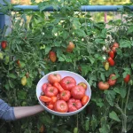Mastering the Art of Tomato Gardening