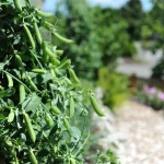 How to Grow Peas Q A