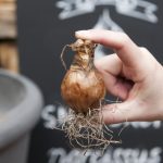 How to Store Bulbs Over Winter Save Your Summer Flowering Bulbs