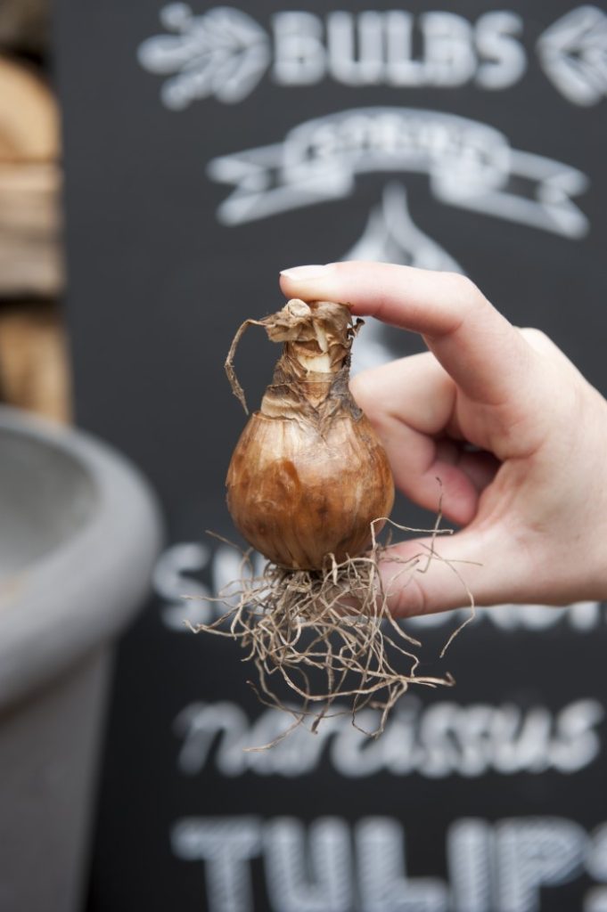 How to Store Bulbs Over Winter Save Your Summer Flowering Bulbs
