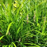 How To Grow Dwarf Lilyturf – Gardening | Landscaping | Plants