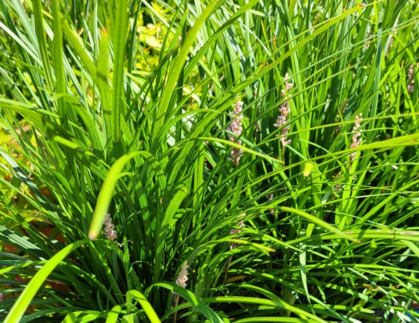 How To Grow Dwarf Lilyturf – Gardening | Landscaping | Plants