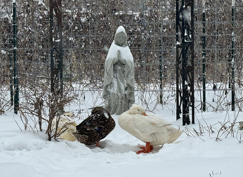 florida panhandle gardening is different 1 florida panhandle gardening