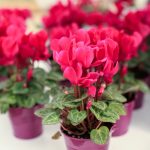 The Most Beautiful Flowering Houseplants