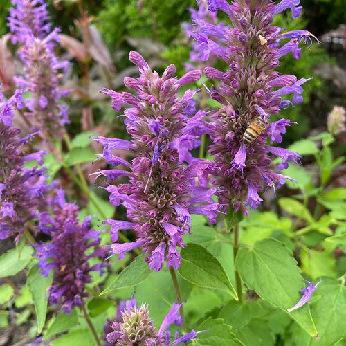 Lynn’s Pollinator Paradise in Michigan