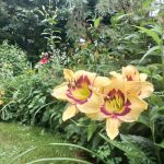 Lilies (with a Few Friends) in Lee’s Garden, Part 1