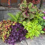 Leslie’s Colorful Containers in Colorado Part 1