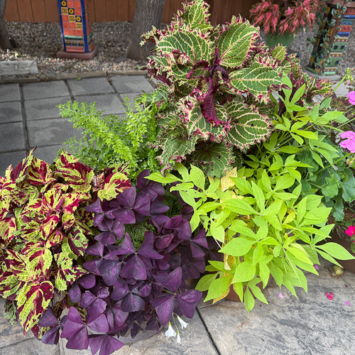 Leslie’s Colorful Containers in Colorado Part 1