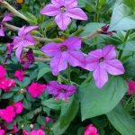 More of Heidi’s Fabulous Flowers in Connecticut