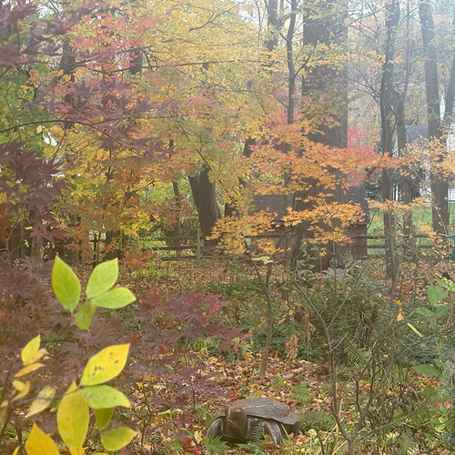 A Fabulous Fall in Carlas Garden Part 1