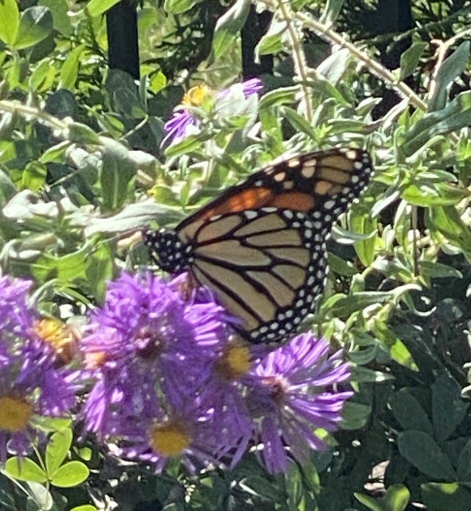 Garden Fairies Breathe a Sigh of Relief Carol J. Michel
