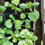 Pro-tips for successful seed starting