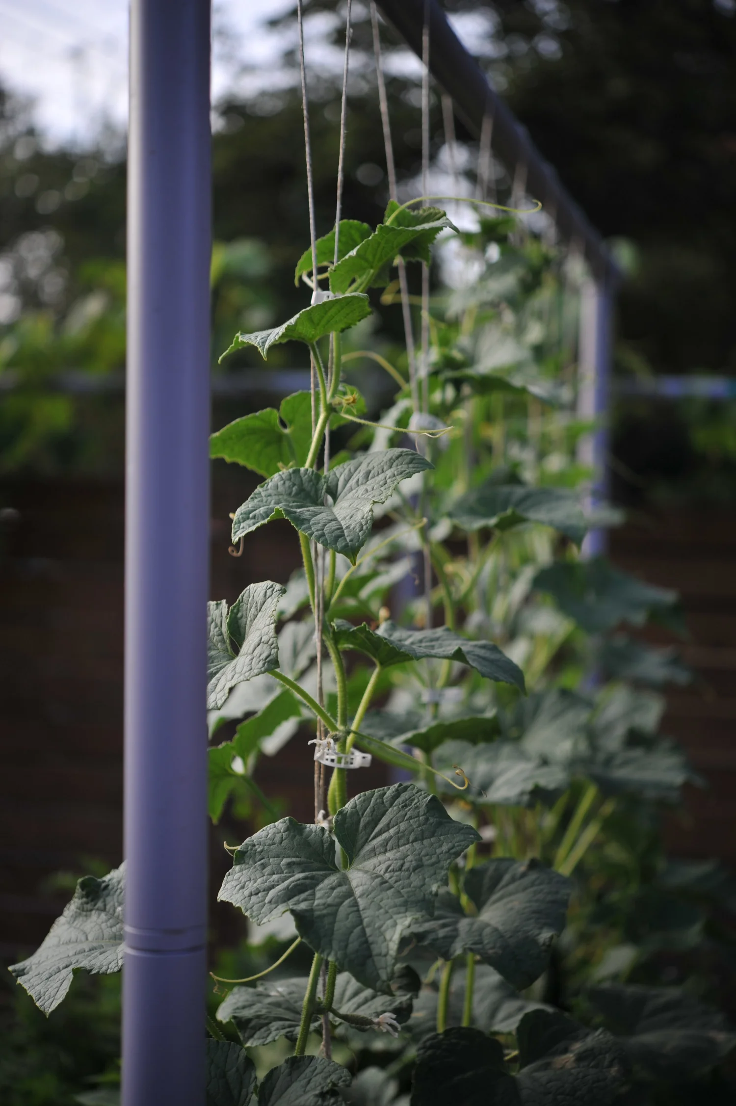 How To Grow Cucumbers
