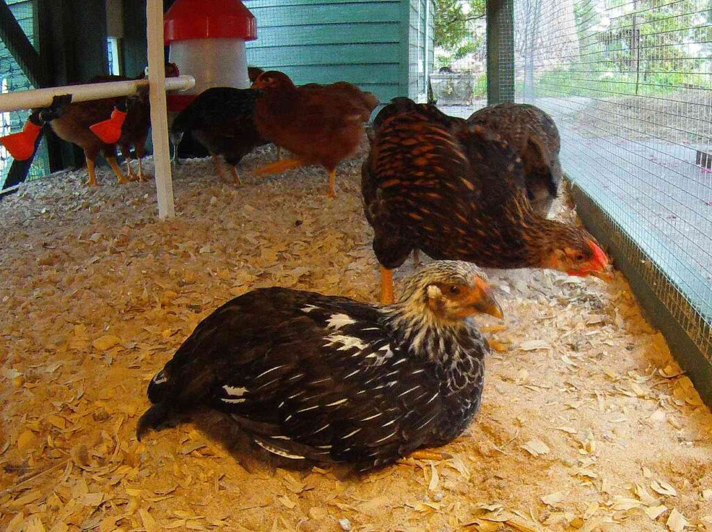 how to clean and disinfect the chicken coop ultimate guide