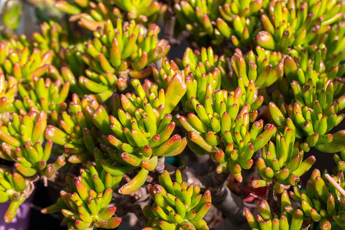 How to Grow and Care for Crassula Gollum ET Fingers