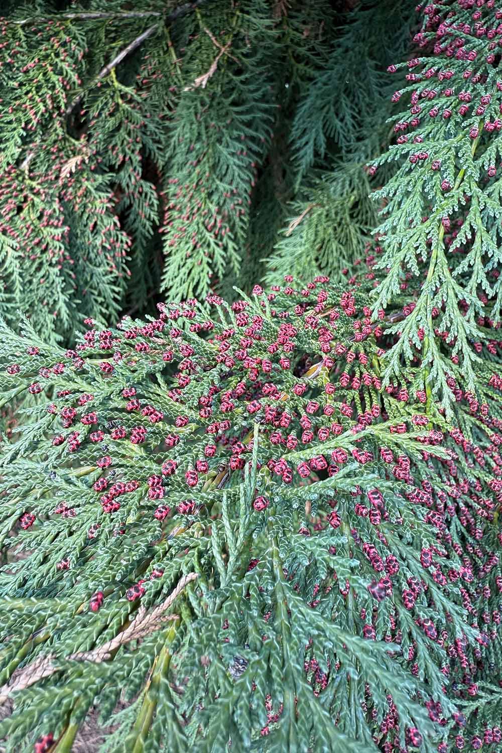 How to Grow and Care for Western Red Cedar Thuja plicata