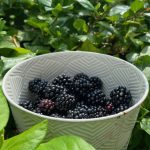 A Feast for the Senses