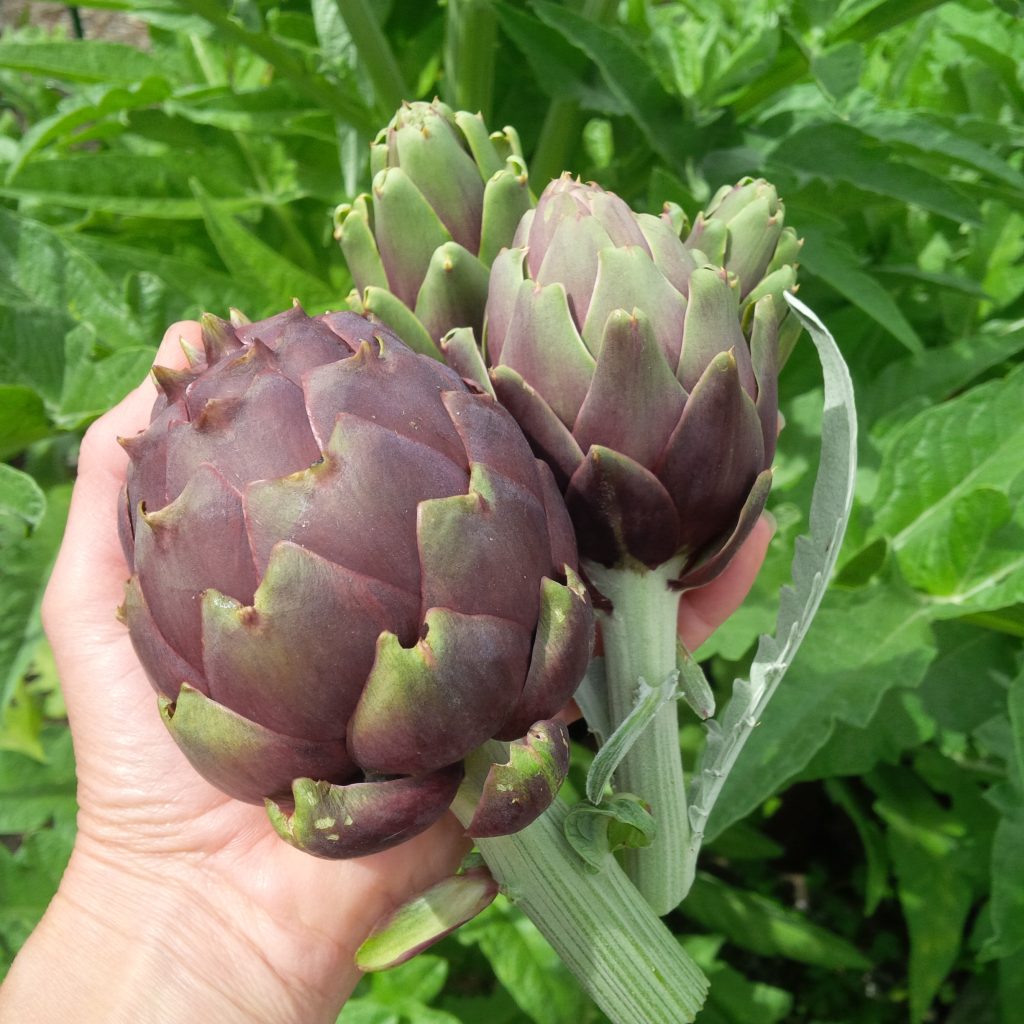 Recipe How to Cook Artichokes Fast
