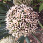 Ask Gardenerd Saving Onion Seeds