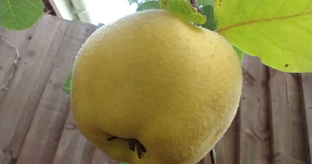 A prince amongst quince