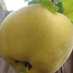 A prince amongst quince