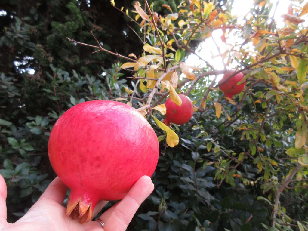 Wordless Wednesday Getting it Planted