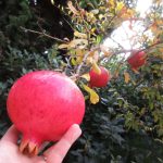 Wordless Wednesday Getting it Planted