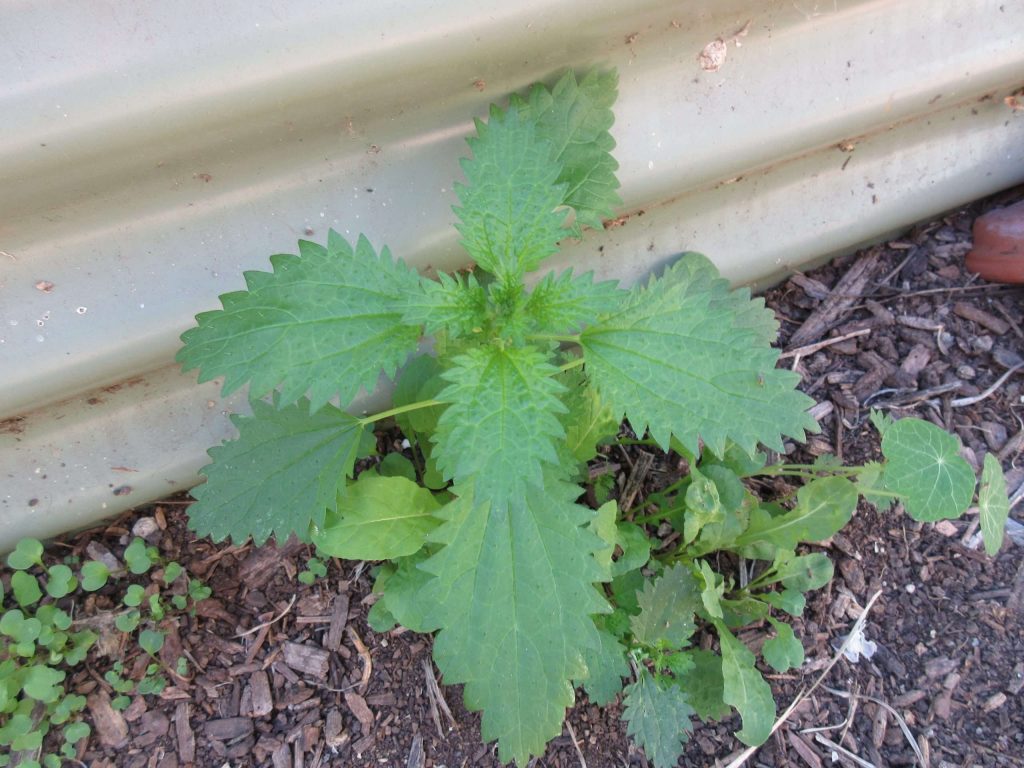 Wordless Wednesday Winters Crazy Garden