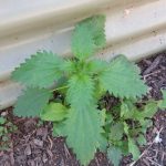 Wordless Wednesday Winters Crazy Garden