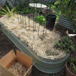 Give Away Salt Hay Mulch