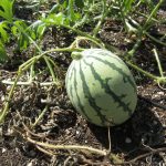 Wordless Wednesday Closing Out The Garden