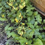 What Weeds Reveal About Your Garden Soil (and How to Fix It)