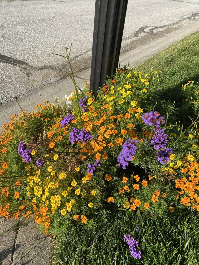 Garden Bloggers Bloom Day September 2025 Carol J Michel