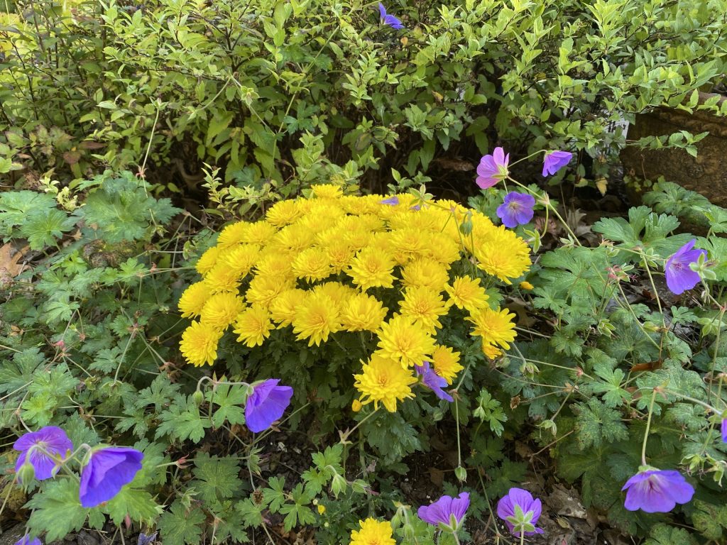 Garden Bloggers Bloom Day October 2025 Carol J Michel