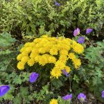 Garden Bloggers Bloom Day October 2025 Carol J Michel