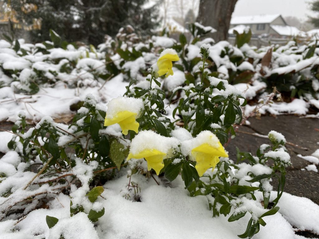 Garden Faires Discuss Early Snow – Carol J. Michel