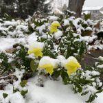 Garden Faires Discuss Early Snow – Carol J. Michel