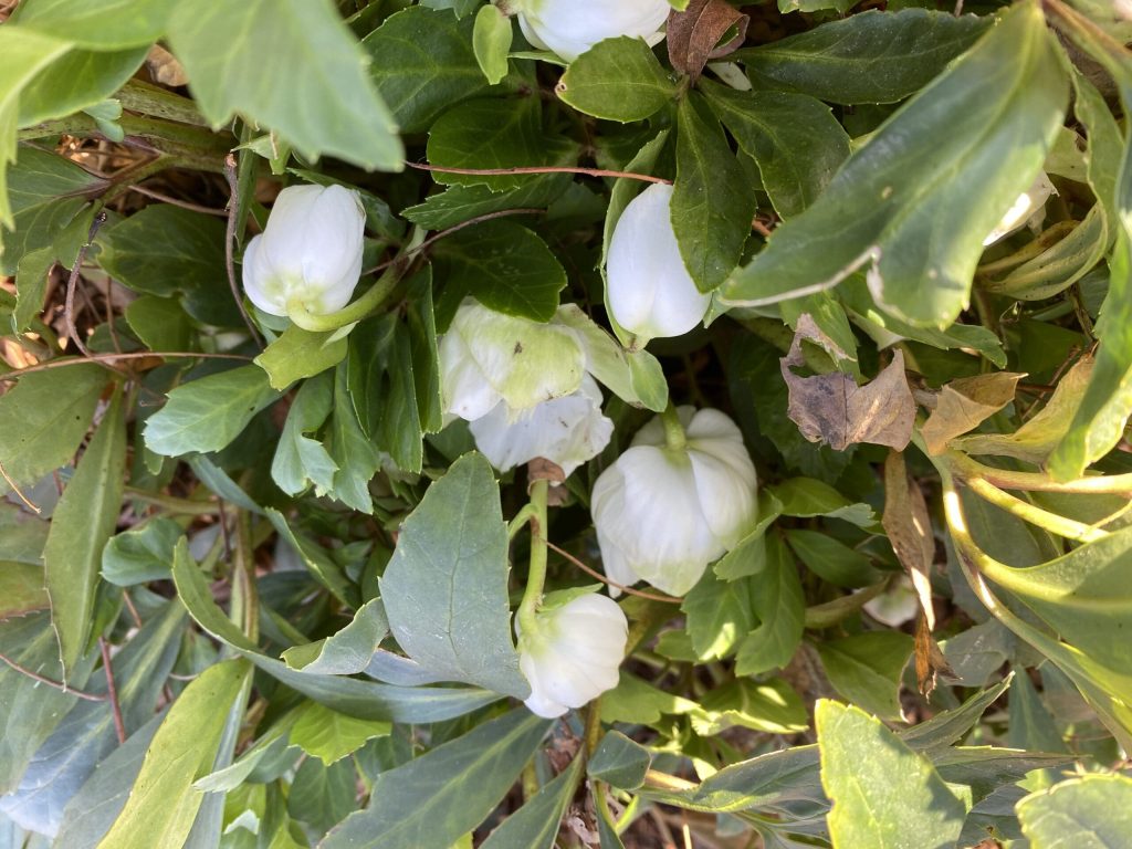 Garden Bloggers Bloom Day November 2025 Carol J Michel