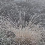 Cistus Nursery Dressed in Frost