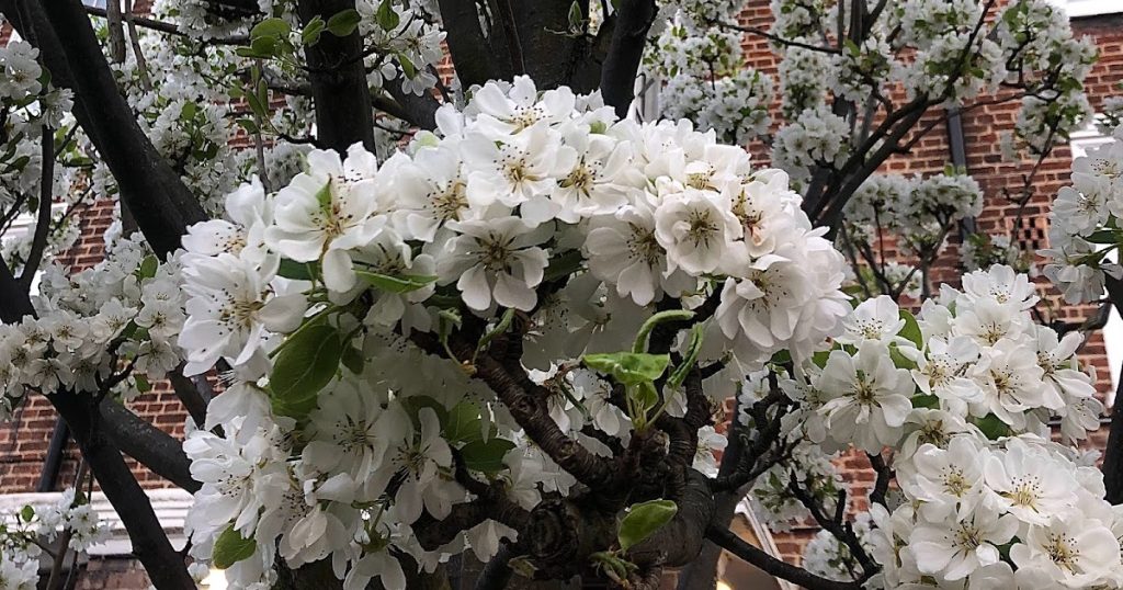 April in the Veg Patch