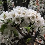 April in the Veg Patch