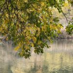 Our Plot at Green Lane Allotments: A non-gardening week