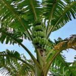 Macropropagation of Banana – Turning One Plant into Many