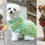 12 Dog Sweater Free Knitting Patterns Bright Stuffs