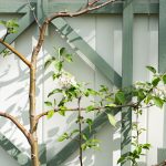 tucking in the garden for winter