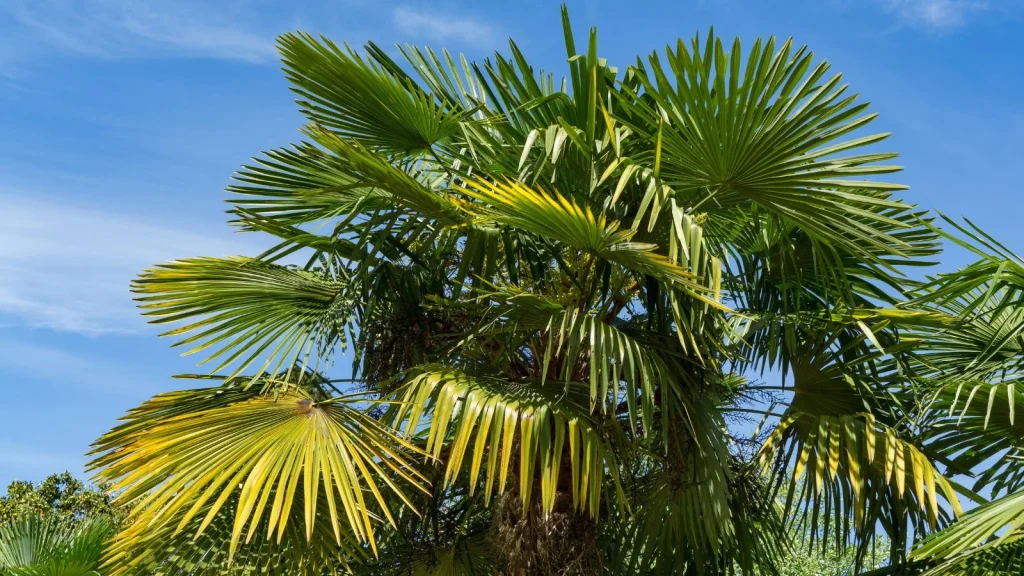 15 Types That Grow Well in California