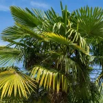 15 Types That Grow Well in California