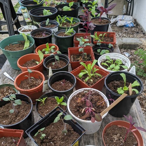 Christine’s Three Weddings Bouquets A GPOD Takeover